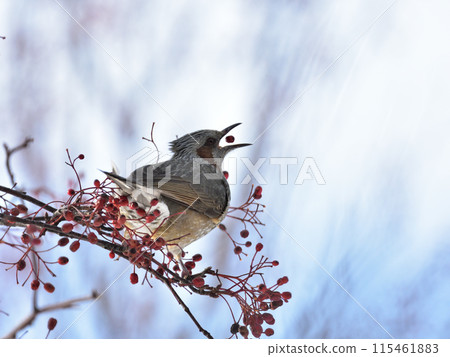 A brown-eared bulbul throwing red berries A brown-eared bulbul throwing red berries 115461883