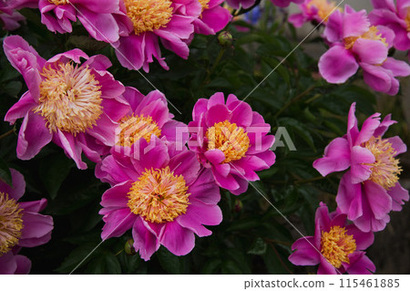 Rose garden in full bloom Rose garden in full bloom 115461885