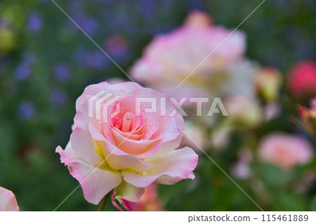 Rose garden in full bloom 115461889