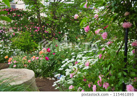 盛開的玫瑰園 盛開的玫瑰園 115461893
