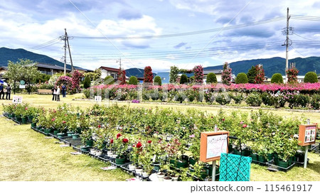 [長野縣中野市]信州一本木公園玫瑰節 115461917