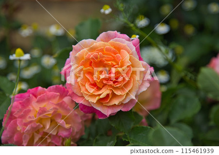 Rose garden in full bloom Rose garden in full bloom 115461939