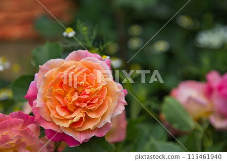 Rose garden in full bloom Rose garden in full bloom 115461940