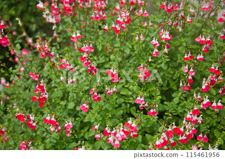 Rose garden in full bloom Rose garden in full bloom 115461956