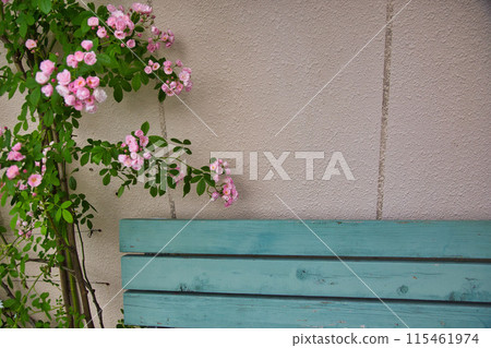 Rose garden in full bloom Rose garden in full bloom 115461974