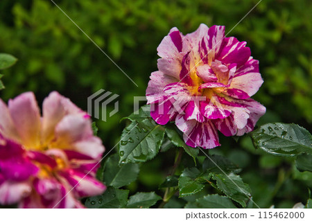 Rose garden in full bloom Rose garden in full bloom 115462000
