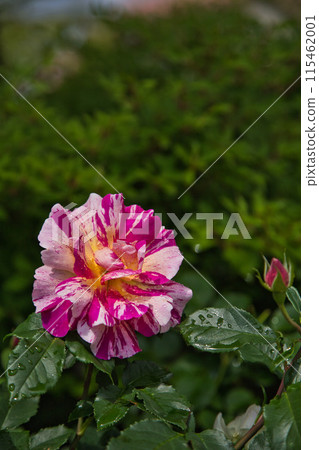Rose garden in full bloom Rose garden in full bloom 115462001
