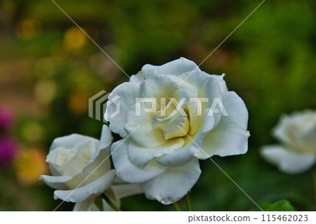 Rose garden in full bloom Rose garden in full bloom 115462023