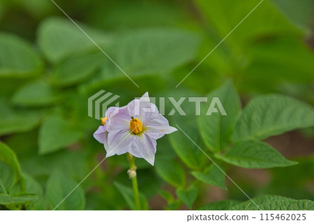 Rose garden in full bloom 115462025