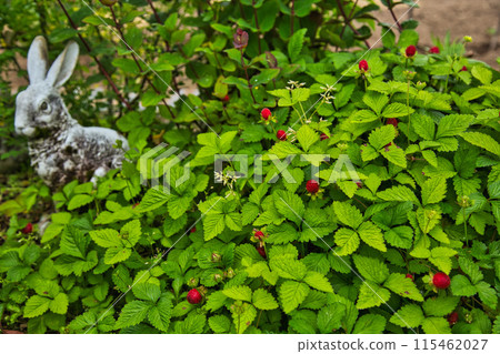 Rose garden in full bloom 115462027