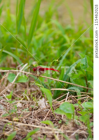 A photo of a red dragonfly resting on dead grass on a footpath A photo of a red dragonfly resting on dead grass on a footpath 115462028