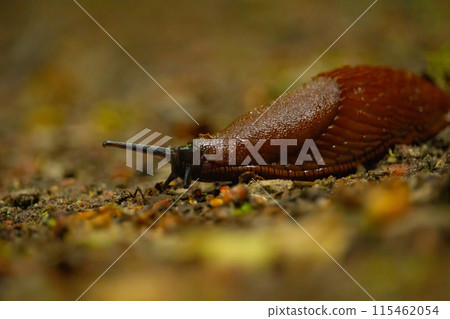 Spanish slug Arion vulgaris snail crawls along a garden ground. 115462054