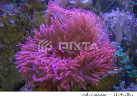 Sea anemone in marine aquarium. 115462062