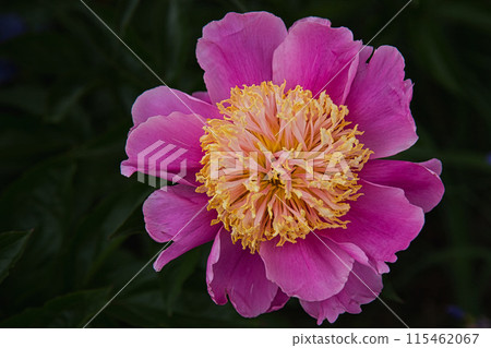 Rose garden in full bloom 115462067