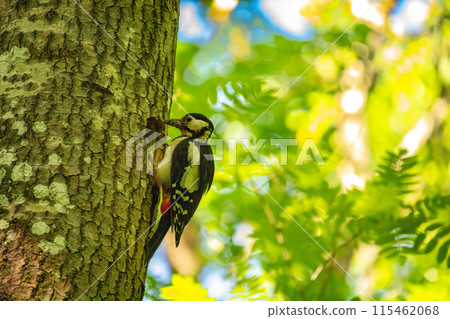 he great spotted woodpecker, Dendrocopos major 115462068