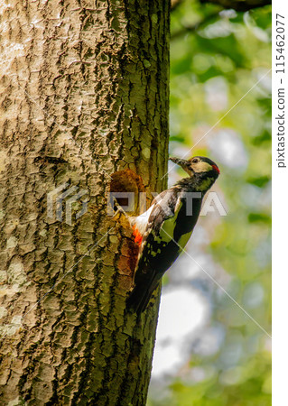 Great Spotted Woodpecker (Dendrocopos major) 115462077