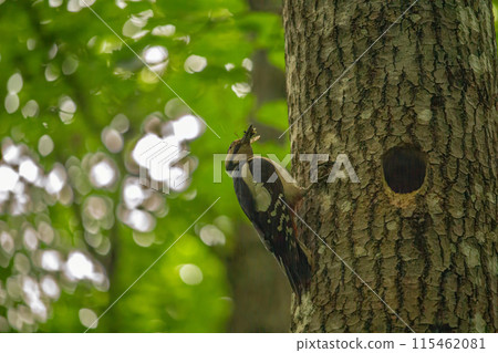 Great Spotted Woodpecker (Dendrocopos major) with insects for youngs 115462081