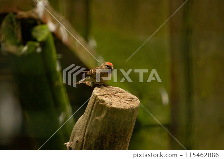 Male Common Redpoll finch with red forecrown Male Common Redpoll finch with red forecrown 115462086
