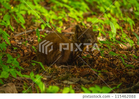 Sick Marten with ringworm in wild forest. Sick Marten with ringworm in wild forest. 115462088