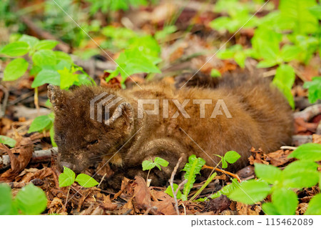 Sick Marten in wild forest with ringworm Sick Marten in wild forest with ringworm 115462089