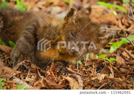 Sick Marten in wild forest Sick Marten in wild forest 115462091