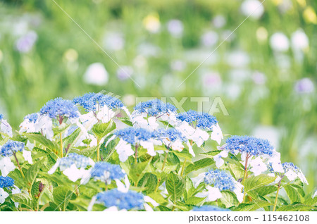 Summer garden with blue hydrangeas and irises in the background Summer garden with blue hydrangeas and irises in the background 115462108