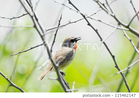 黑芝麻棲息在樹枝上 黑芝麻棲息在樹枝上 115462147
