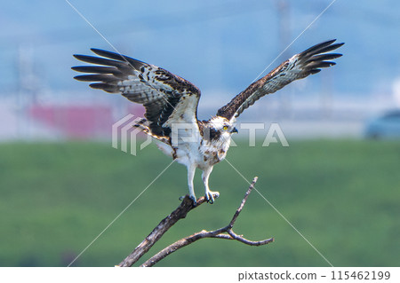 Osprey perched on a tree branch Osprey perched on a tree branch 115462199