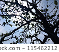 silhouette tree in the sunlight 115462212