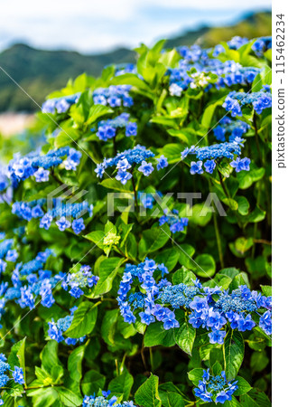 沙高岡花園的繡球花【長崎市】 115462234