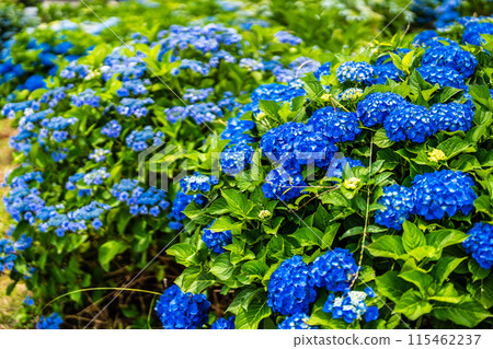 沙高岡花園的繡球花【長崎市】 沙高岡花園的繡球花【長崎市】 115462237