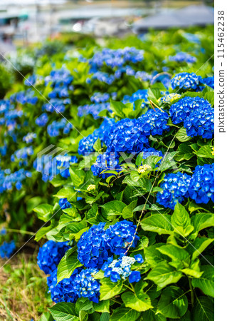 Hydrangeas at Yashirogaoka Flower Garden (Nagasaki City) 115462238