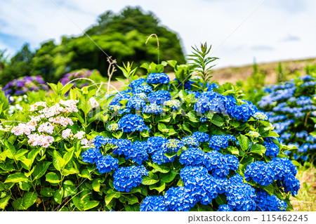 Hydrangeas at Yashirogaoka Flower Garden (Nagasaki City) Hydrangeas at Yashirogaoka Flower Garden (Nagasaki City) 115462245