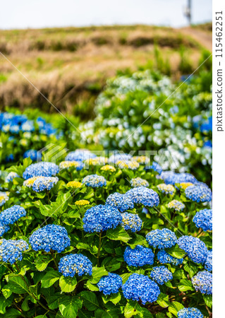 Hydrangeas at Yashirogaoka Flower Garden (Nagasaki City) Hydrangeas at Yashirogaoka Flower Garden (Nagasaki City) 115462251