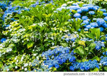 沙高岡花園的繡球花【長崎市】 115462256