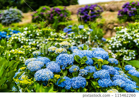 Hydrangeas at Yashirogaoka Flower Garden (Nagasaki City) Hydrangeas at Yashirogaoka Flower Garden (Nagasaki City) 115462260