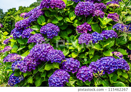 沙高岡花園的繡球花【長崎市】 115462267