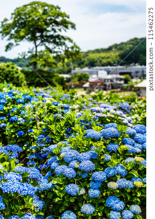 沙高岡花園的繡球花【長崎市】 沙高岡花園的繡球花【長崎市】 115462275