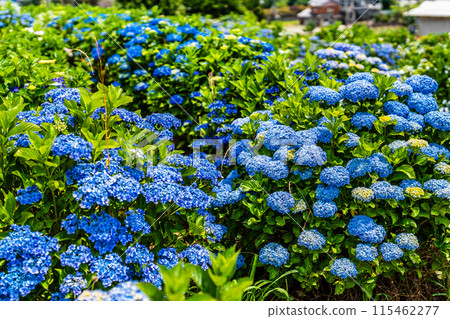 Hydrangeas at Yashirogaoka Flower Garden (Nagasaki City) 115462277