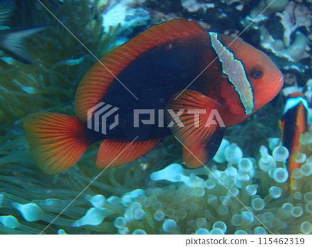 Sea anemones and anemone fish 2 Sea anemones and anemone fish 2 115462319