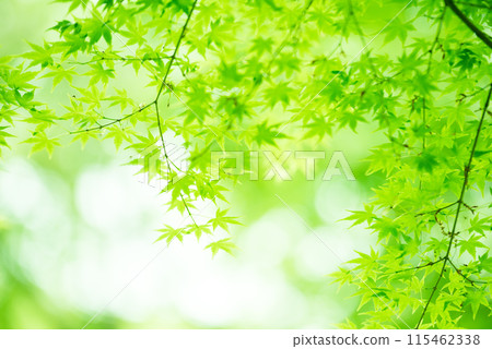 新鮮的綠色生態 115462338