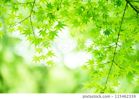 新鮮的綠色生態 115462339