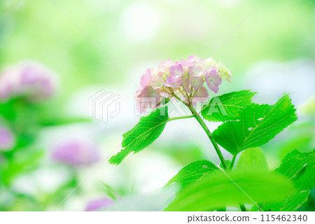 Hydrangea Hydrangea 115462340