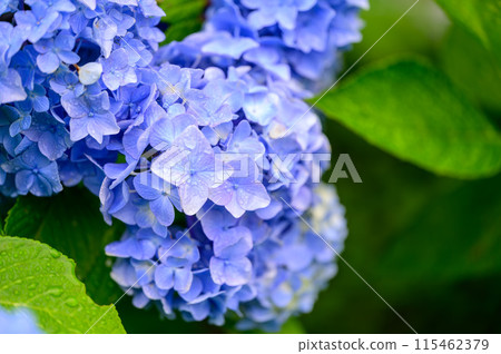 Close-up photo of blue hydrangeas, green background 115462379