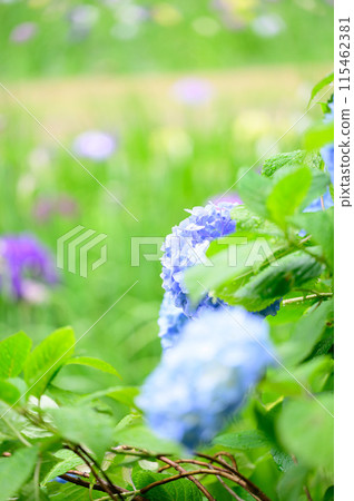 Summer garden with blue hydrangeas and irises in the background 115462381