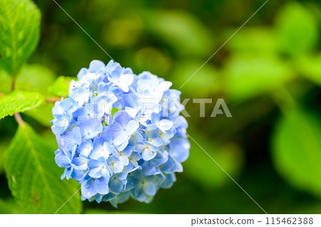 Close-up photo of blue hydrangeas, green background Close-up photo of blue hydrangeas, green background 115462388