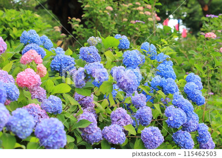 水元公園的繡球花盛開 115462503