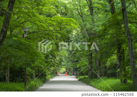 京都Shimogamo神社森林 115462588