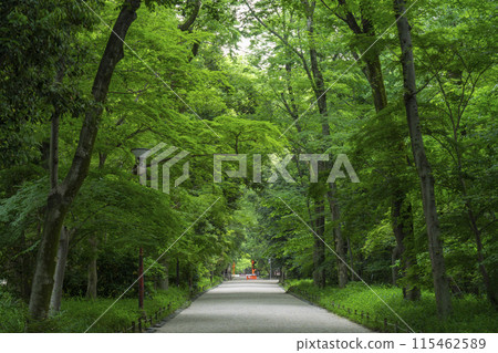 京都Shimogamo神社森林 115462589