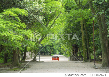 京都Shimogamo神社森林 京都Shimogamo神社森林 115462621